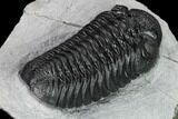 Boeckops Trilobite - Top Quality Specimen #165466-4